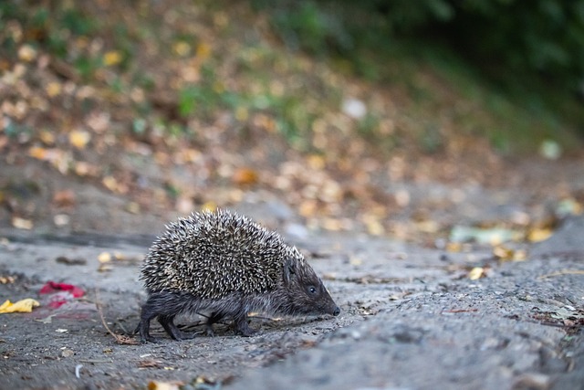 域不断取得 域不断取得